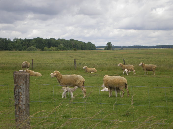 2008 juin bourgogne 188.jpg